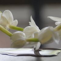 jasmine flower garland