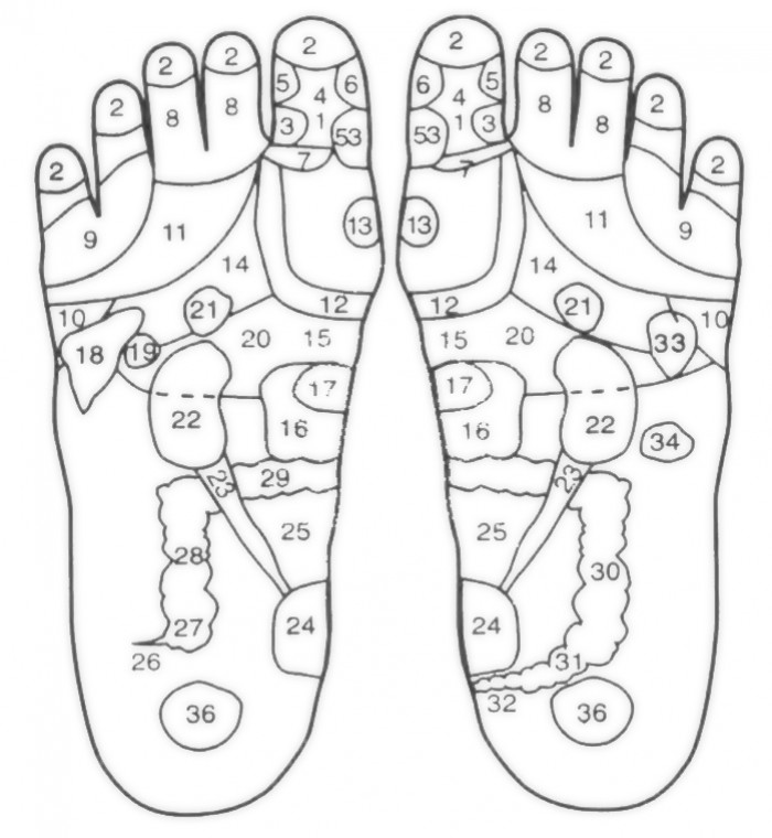 Points and zones on the sole of the feet as seen by Thai reflexology